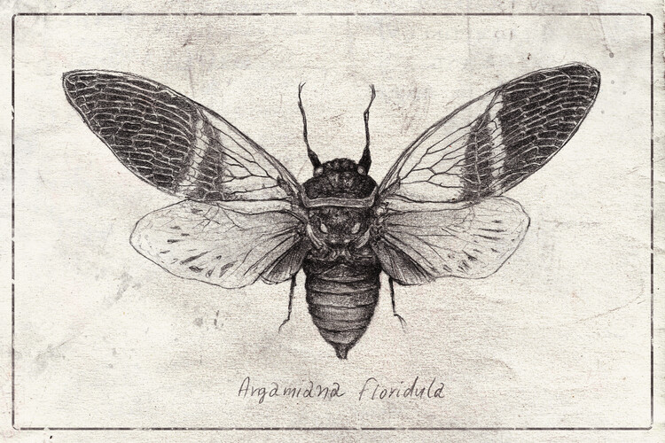 Poster Argamiana Floridula