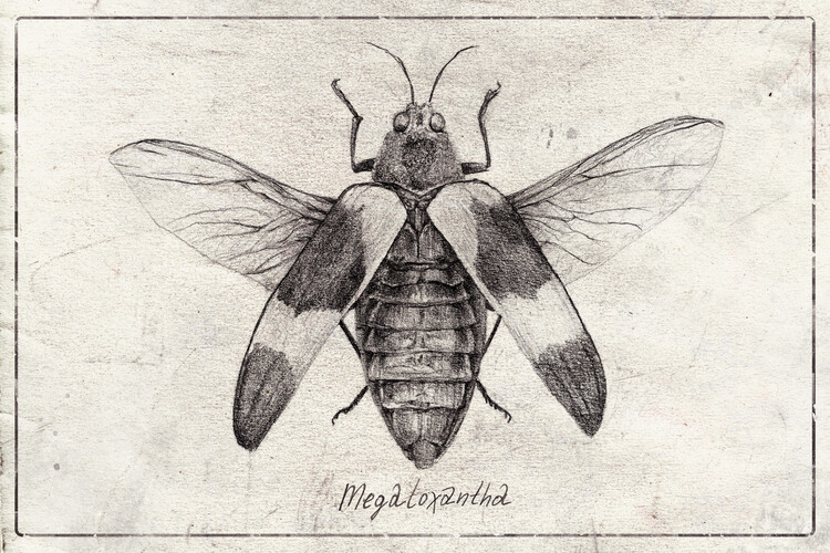 Poster megaloxanthia