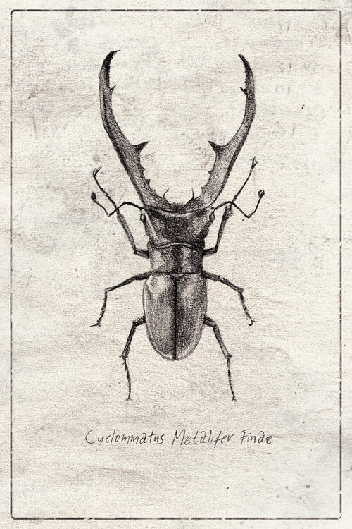 Poster Cyclommatus Metalifer Finae