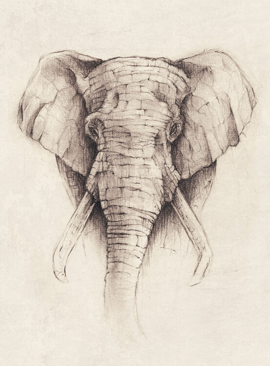 Poster Elephant