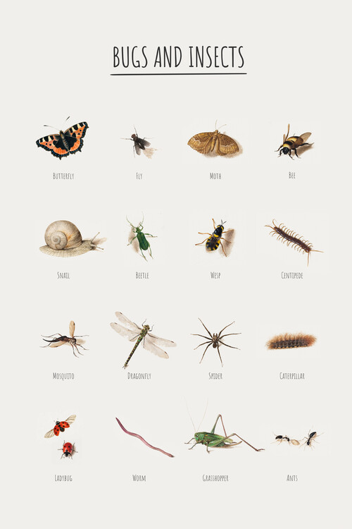 Poster Bugs and Insects - English
