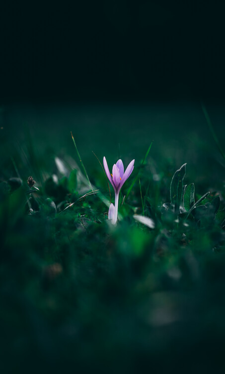 Plakát Flower