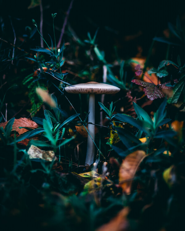 Plakát Mushroom
