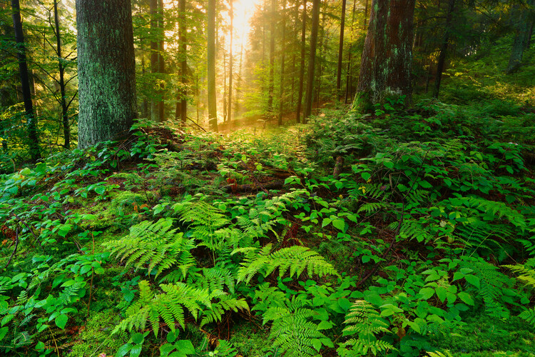 Poster Magic forest 14