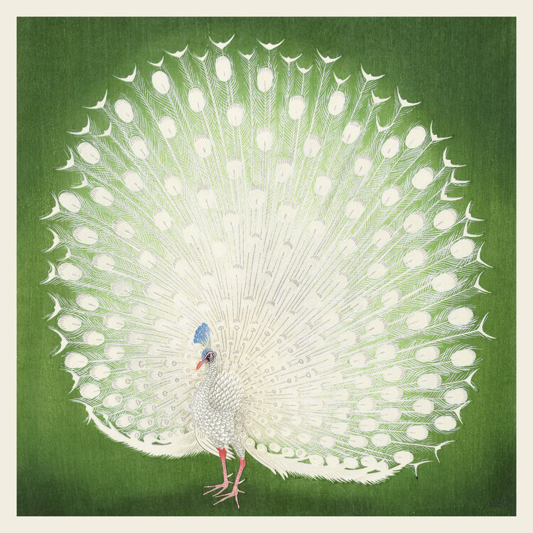 Poster The White Peacock