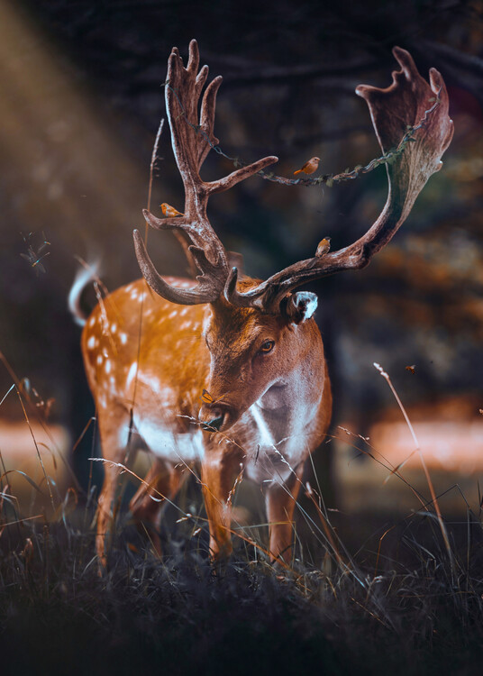 Плакат Enchanted Forest Magical Deer