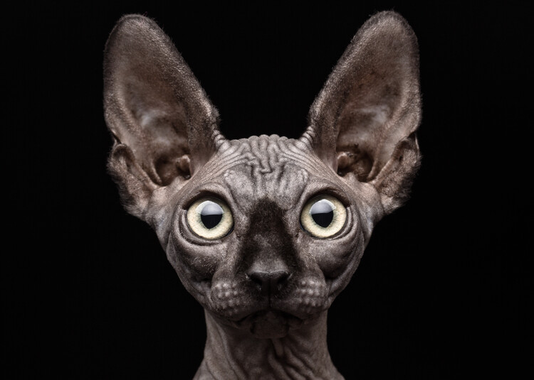 Poster Sphynx Cat