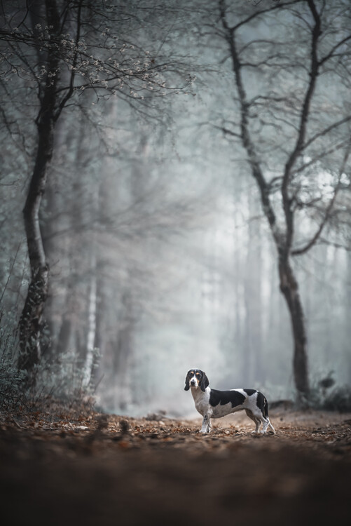 Poster Come forth into the light of things, let Nature be your teacher