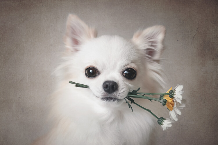 Poster Chihuahua with flowers