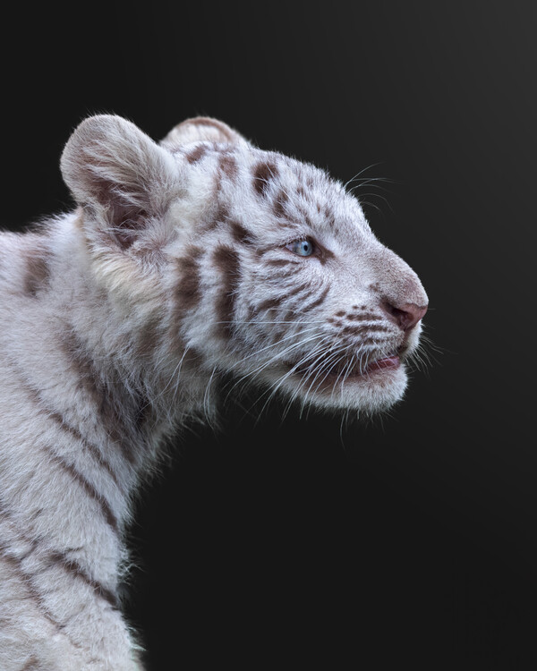 Canvas Print The Hunter