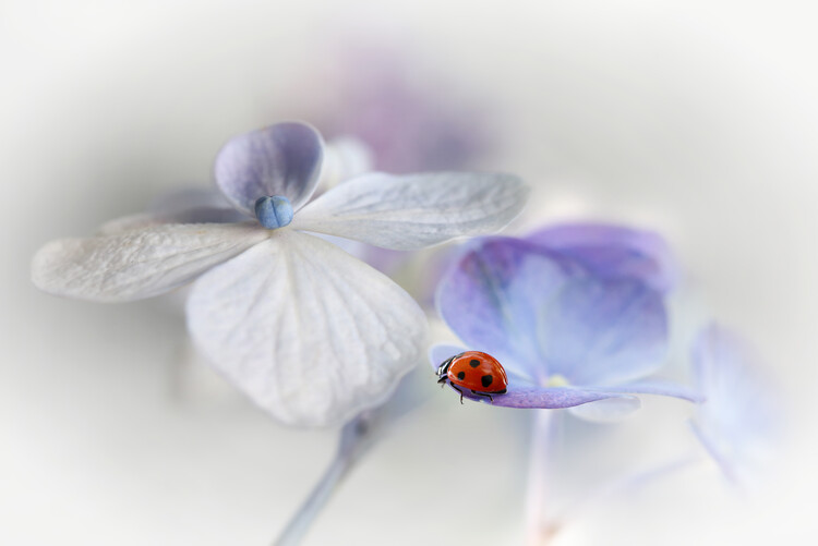 Poster Beautiful Lady