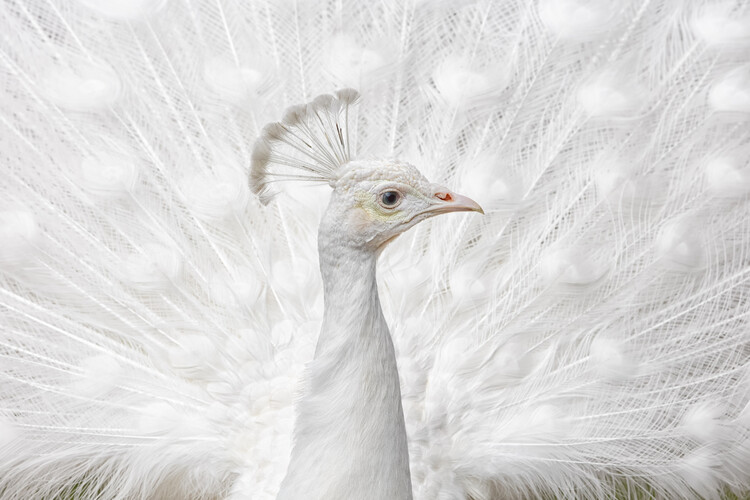 Canvas Print Inmaculate