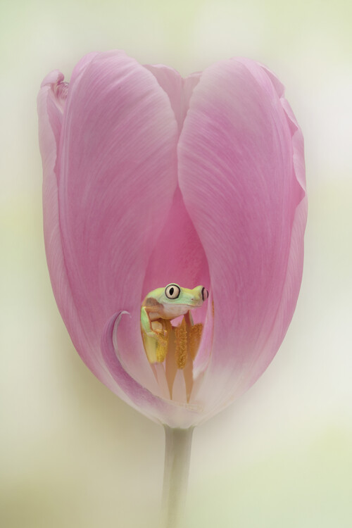 Canvas Print The Lemur Tree Frog and the Pink Tulip