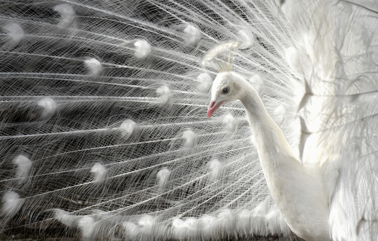 Canvas Print wight is white