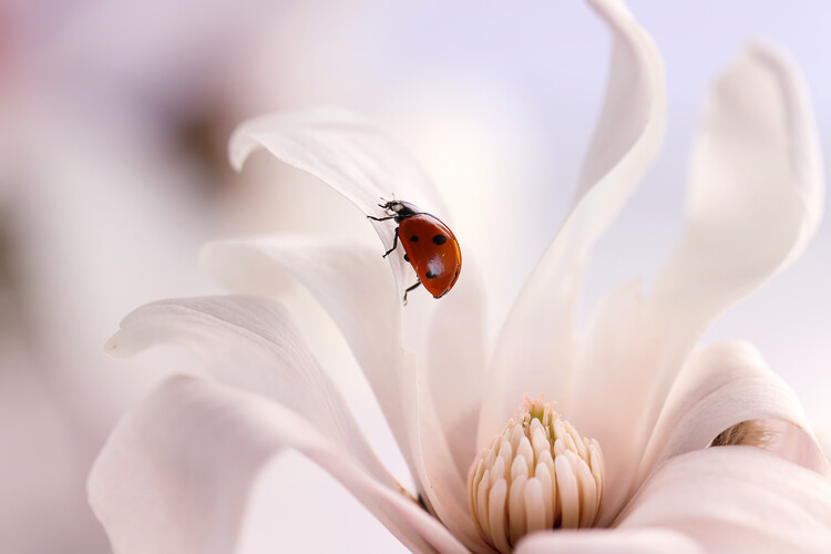 Poster Ladybird with Magnolia