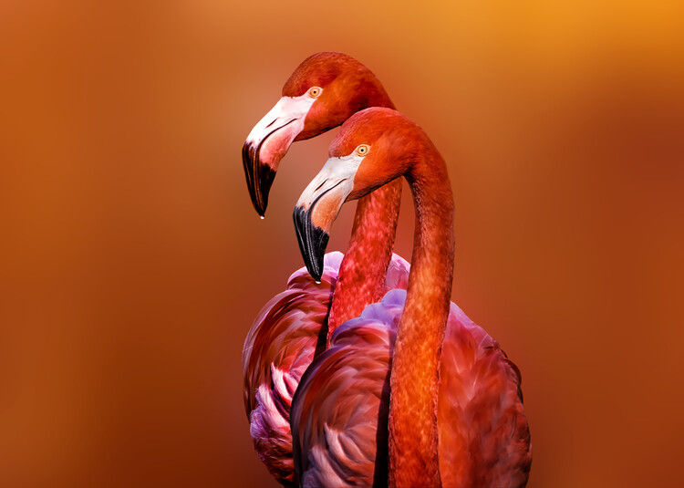 Poster Flamingo Portrait