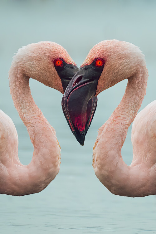 Poster One face two eye