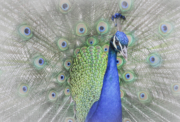 Canvas Print Peacock