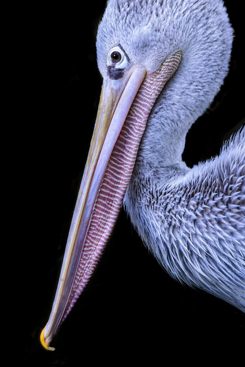 Levně Plakát, Obraz - Portrait of bird, Hardik Pandya, 26.7 × 40 cm