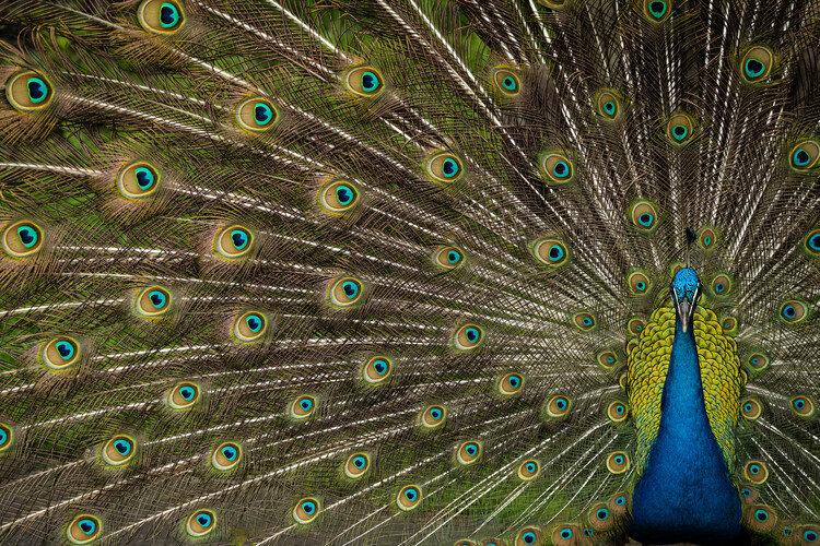 Canvas Print Wild Beauty