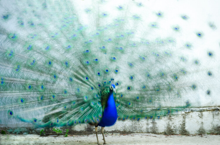 Canvas Print Peacock