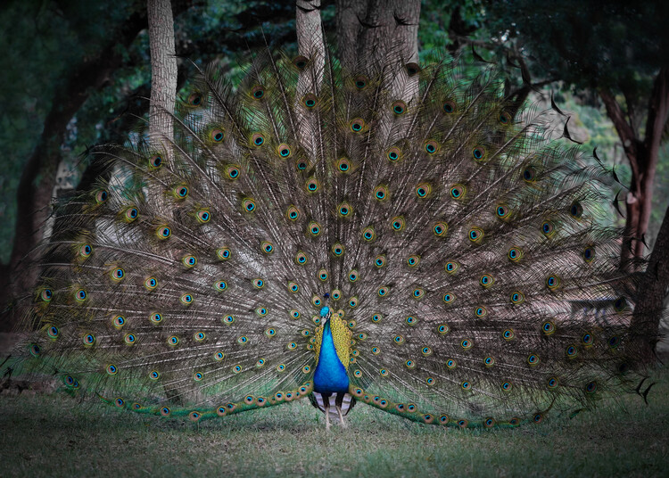 Canvas Print Look at me