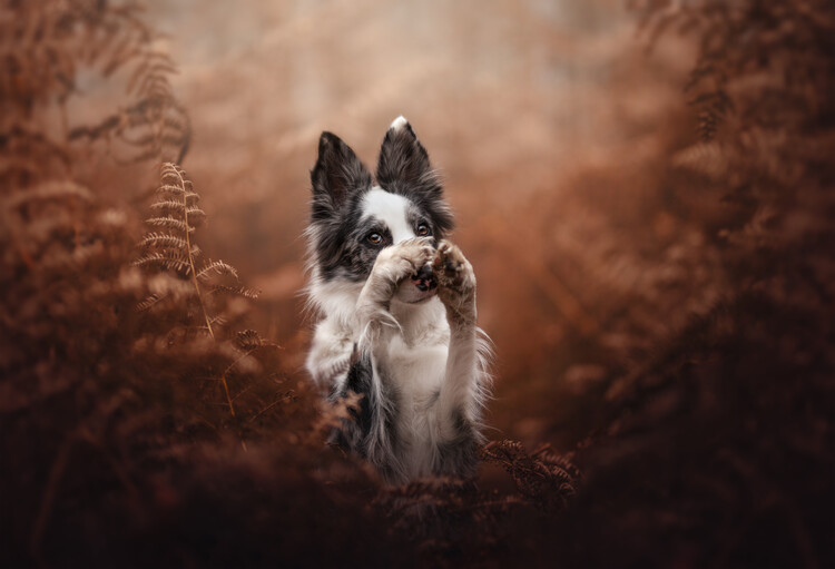 Canvas Print Come closer, I'll tell you a secret