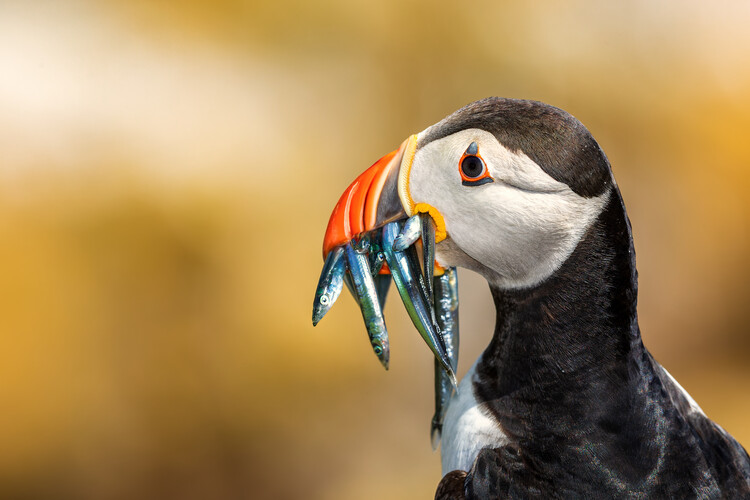 Cuadro en lienzo Saltee Islands - Atlantic Puffin