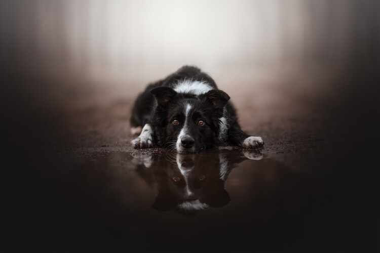 Canvas Print Double Vision