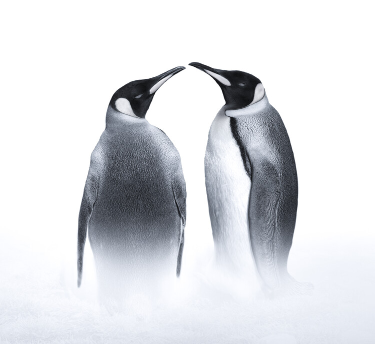 Poster we are King penguin