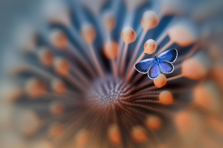 Poster Blue Butterfly