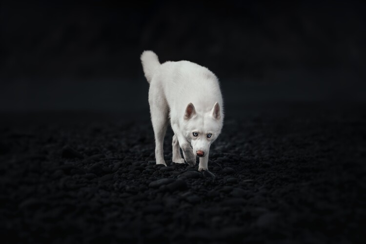 Poster Dogs of Iceland