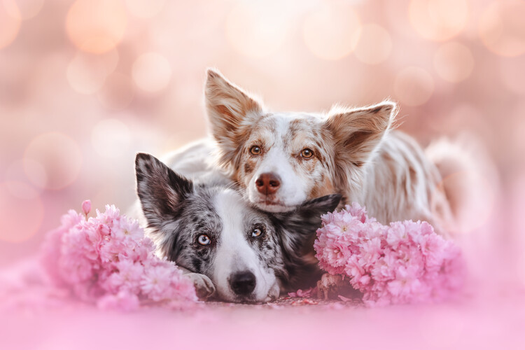 Canvas Print Sisters