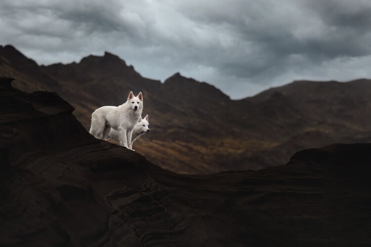 Poster Dogs of Iceland