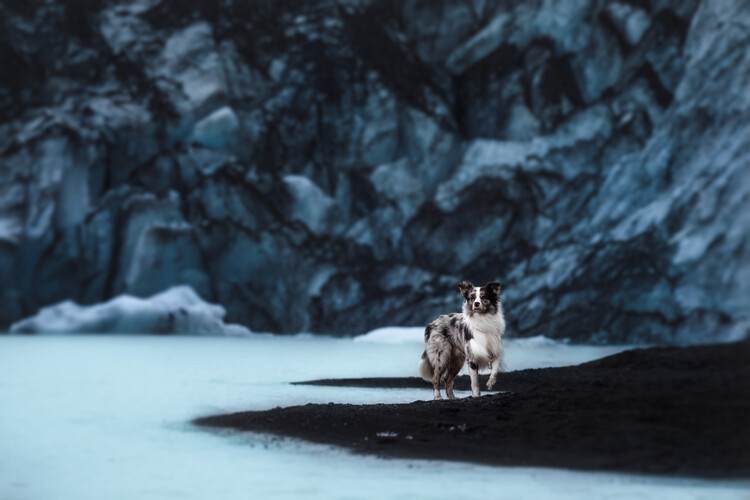 Poster Dogs of Iceland
