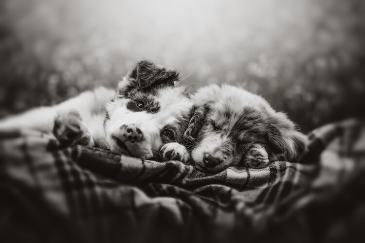 Poster Slumber party