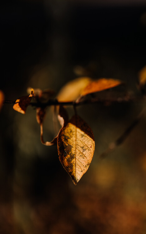 Poster autumn, fall, leaves, macro, details