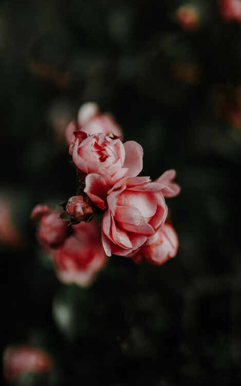 Poster macro, details, pink roses, autumn, fall