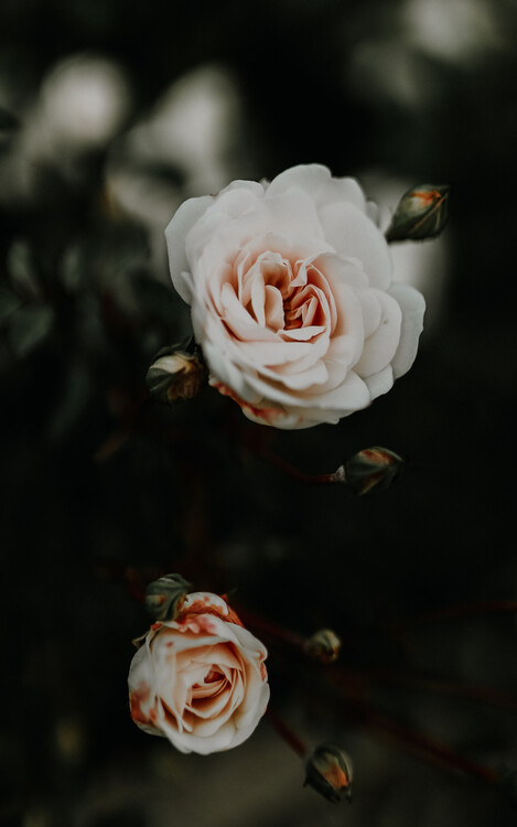 Poster white roses, macro, autumn, fall, details, close up