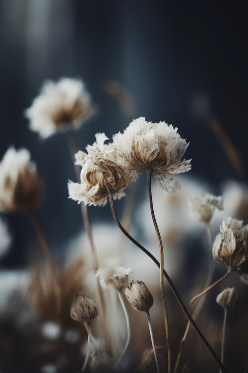 Poster Dry Pastel Flowers No 1