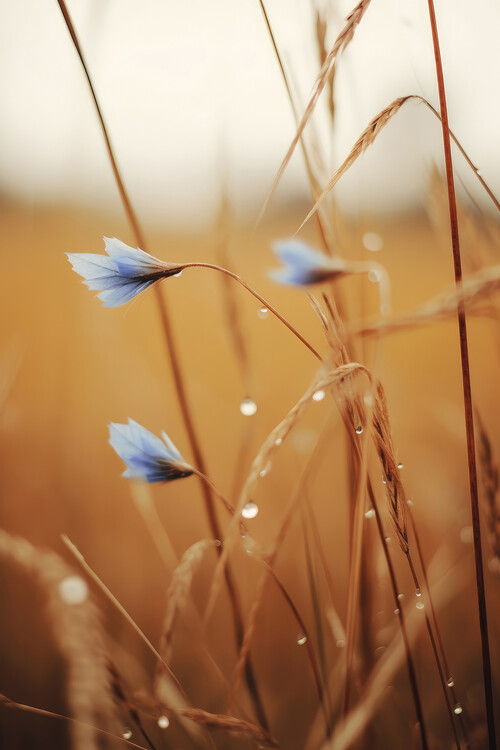 Levně Plakát, Obraz - Blue Corn Flowers, Treechild, 26.7 × 40 cm