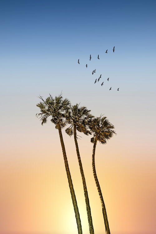 Plagát Palm Trees at Sunset