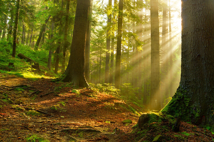 Poster Magic forest 15