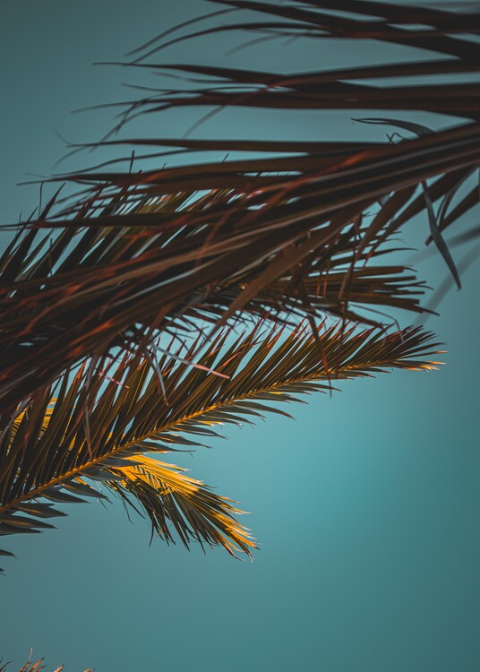 Poster Palm tree modern minimalistic blue sky