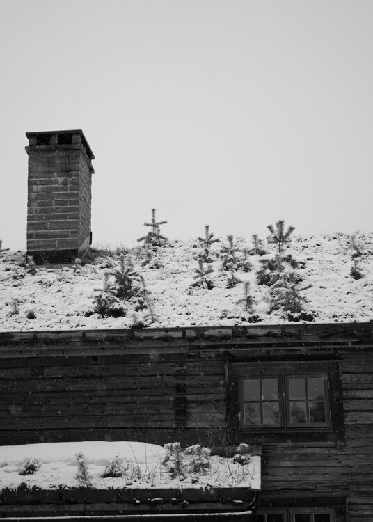 Плакат Trees growing on roof in scamdinavia christmas