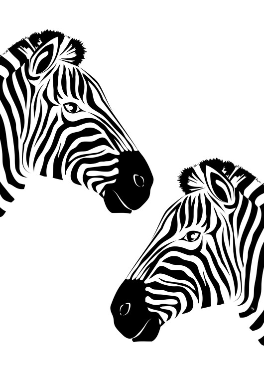 Poster Black and white Zebras