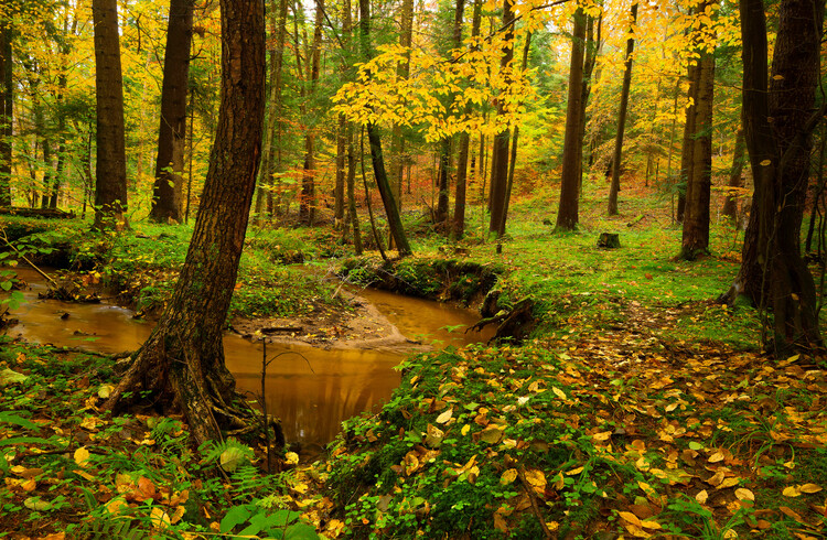 Poster Magic forest 16