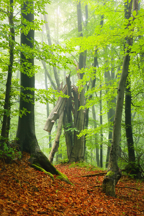 Poster Magic forest 17