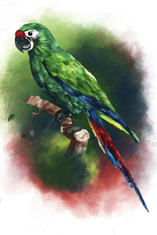 Poster Parrot Painting