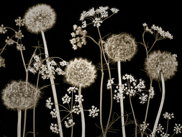 Poster Meadow Flowers